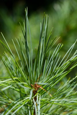 Pinus koraiensis - borovice korejská - jehlice